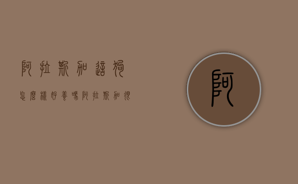 阿拉斯加这狗怎么样好养吗（阿拉斯加很爱你的表现）(阿拉斯加好养吗,性格怎么样)